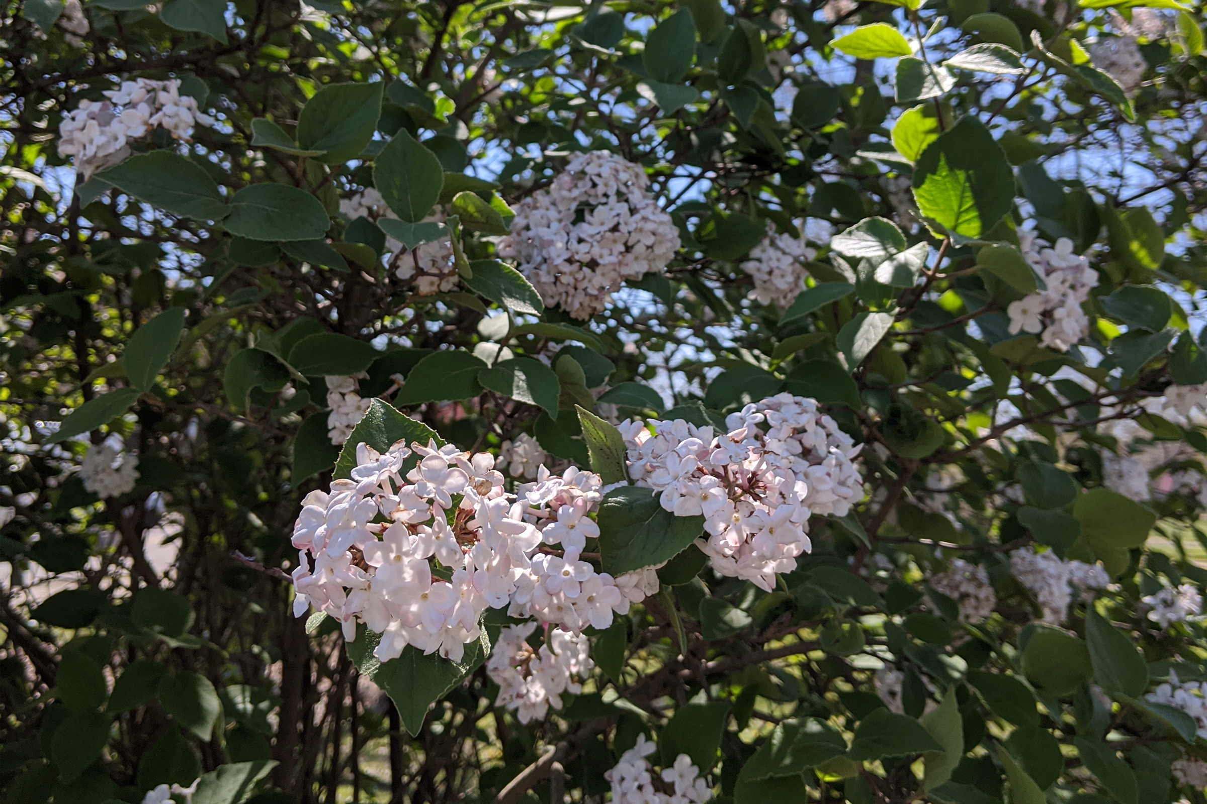 photo of Korean spice viburnum