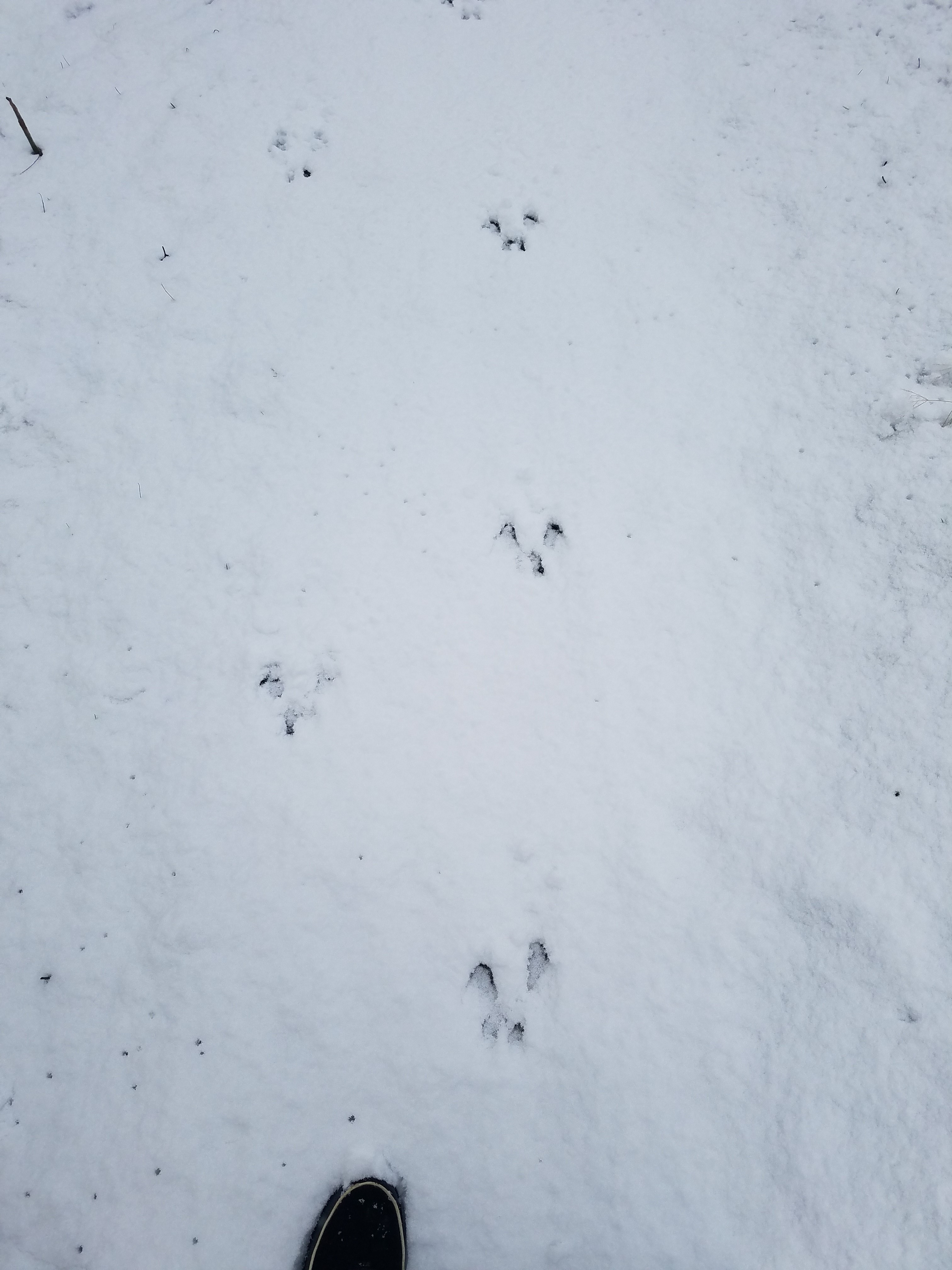 #bioPGH Blog: Whose Tracks are You? | Phipps Conservatory and Botanical ...