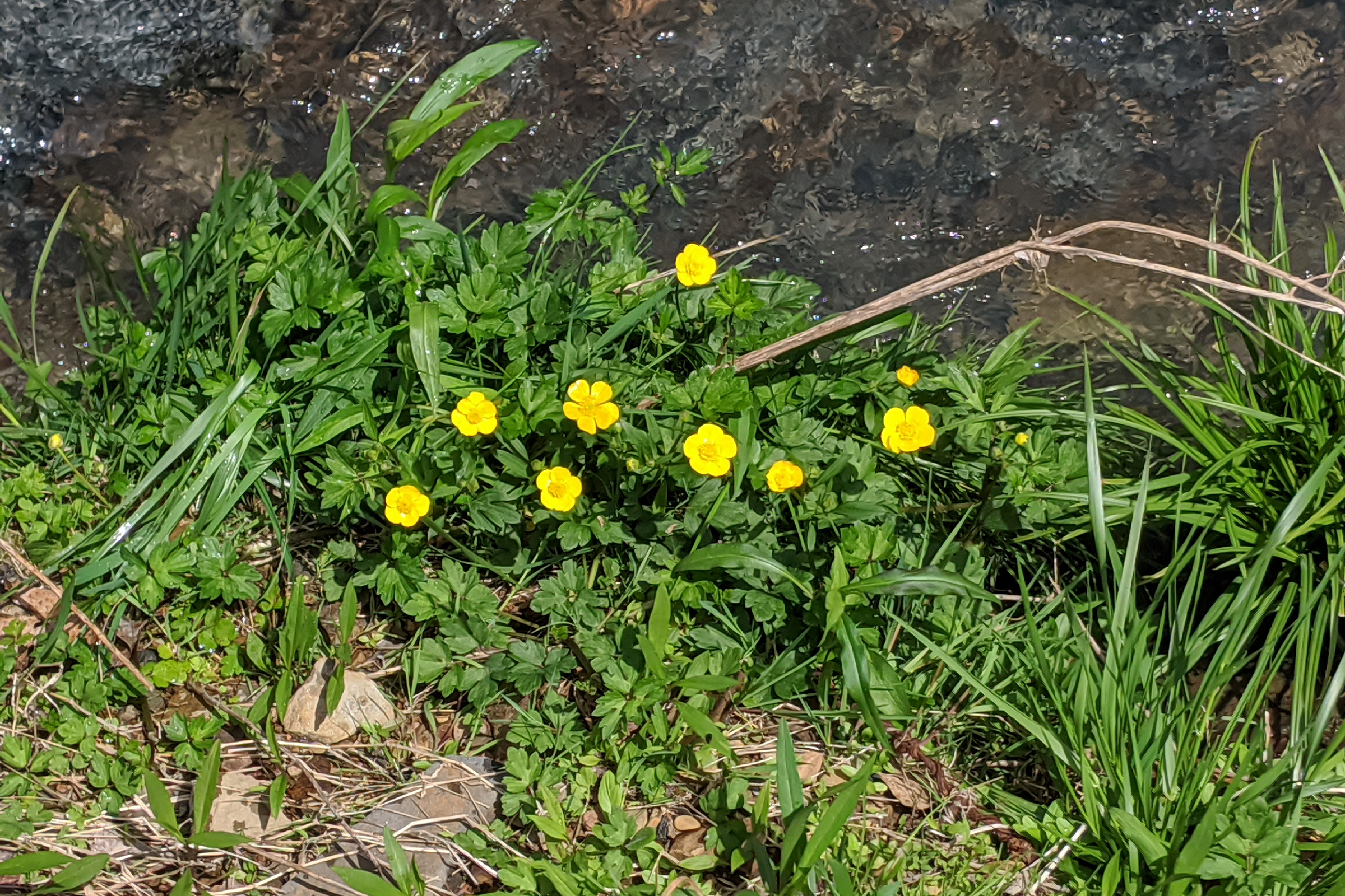 photo of St. Anthony's tulip