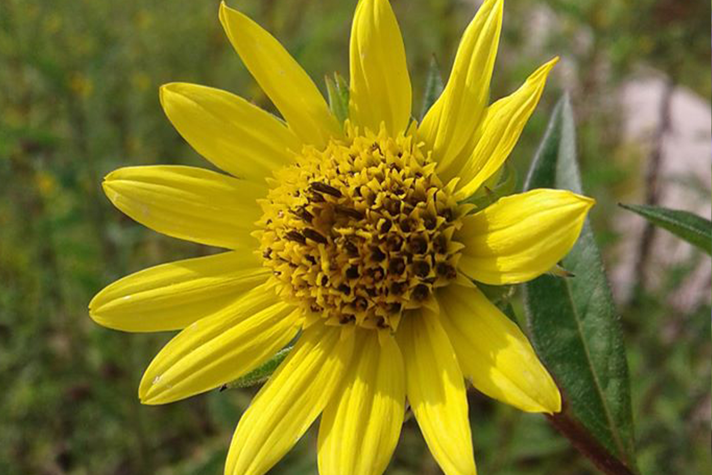 photo of tall sunflower