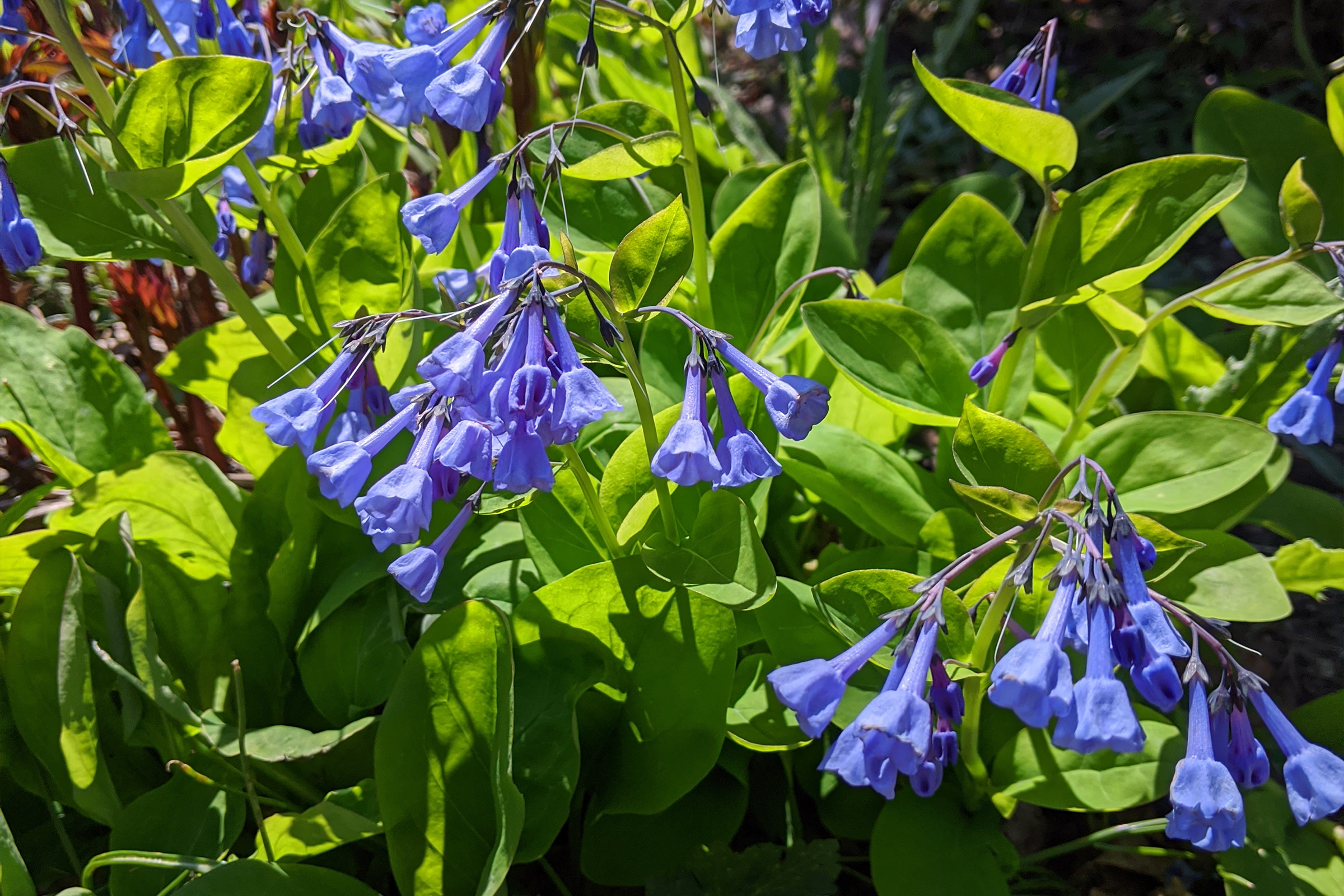 photo of virginia bluebell