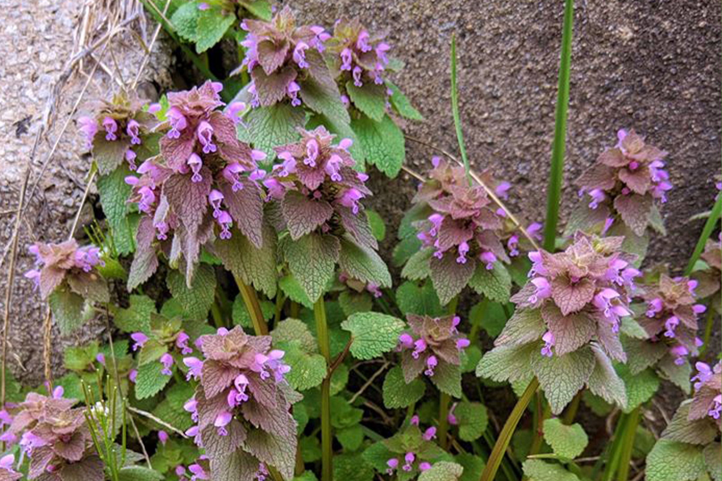 photo of white purple deadnettle