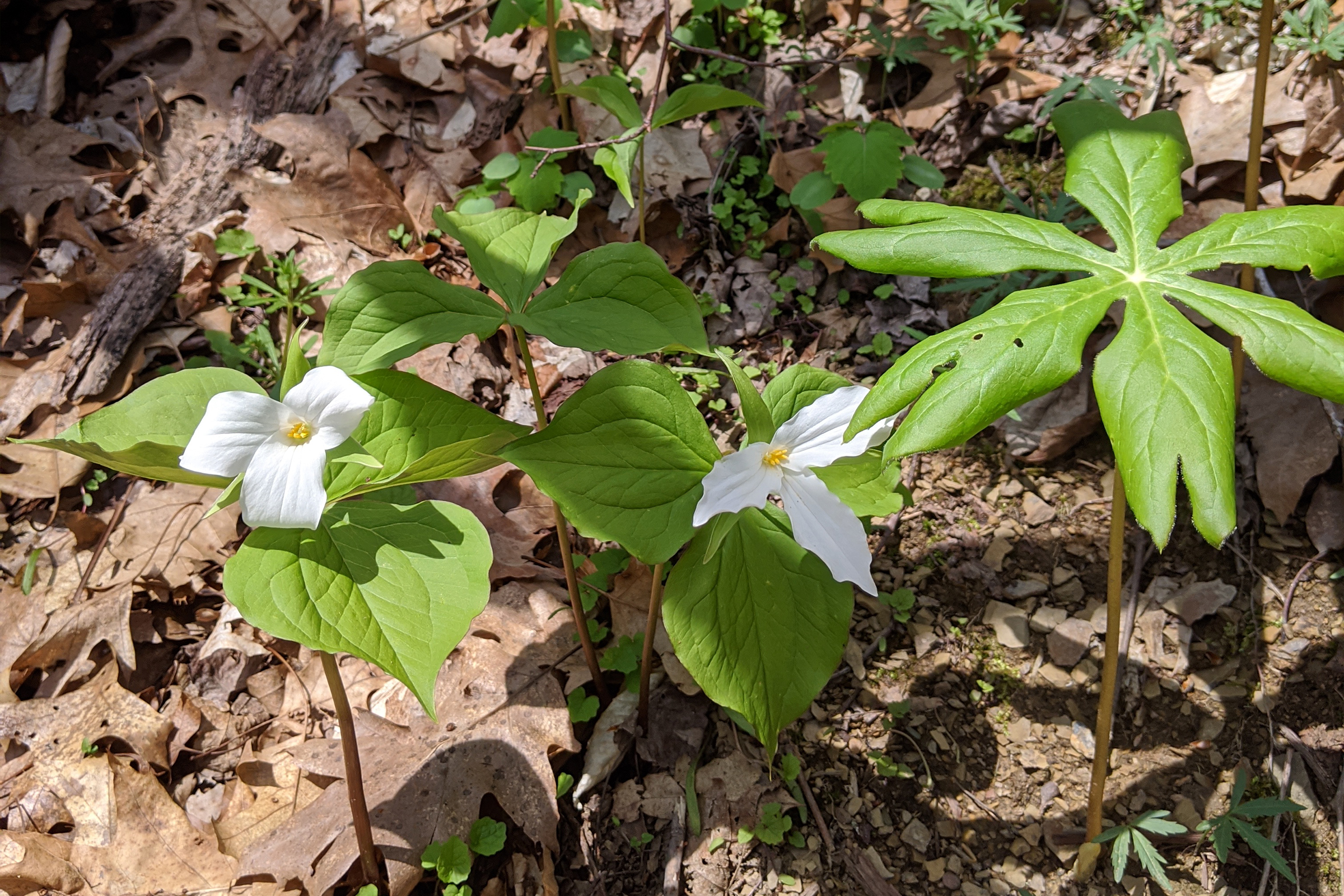 photo of white trilliums