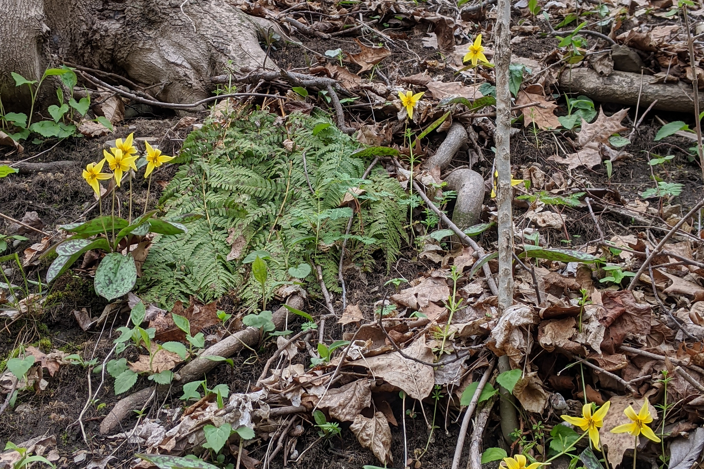 photo of yellow trout lillies