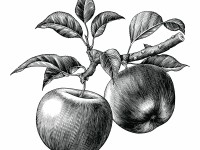 Botanical Art and Illustration Botanical Art and Illustration