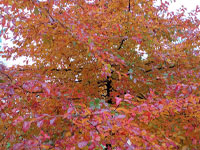 Ecological Gardening | Landscape and Garden Design Ecological Gardening | Landscape and Garden Design