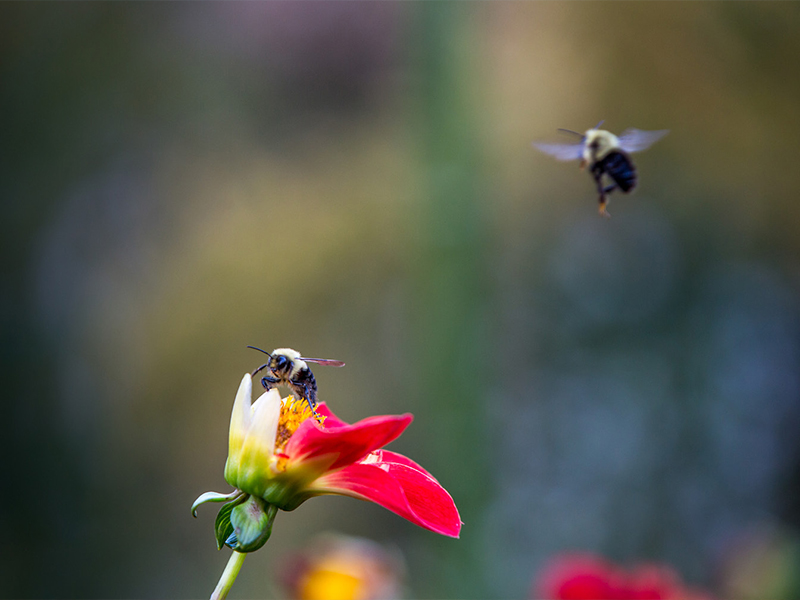 Bees pollinating flower