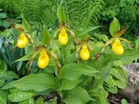 Ecological Gardening | Landscape and Garden Design Ecological Gardening | Landscape and Garden Design