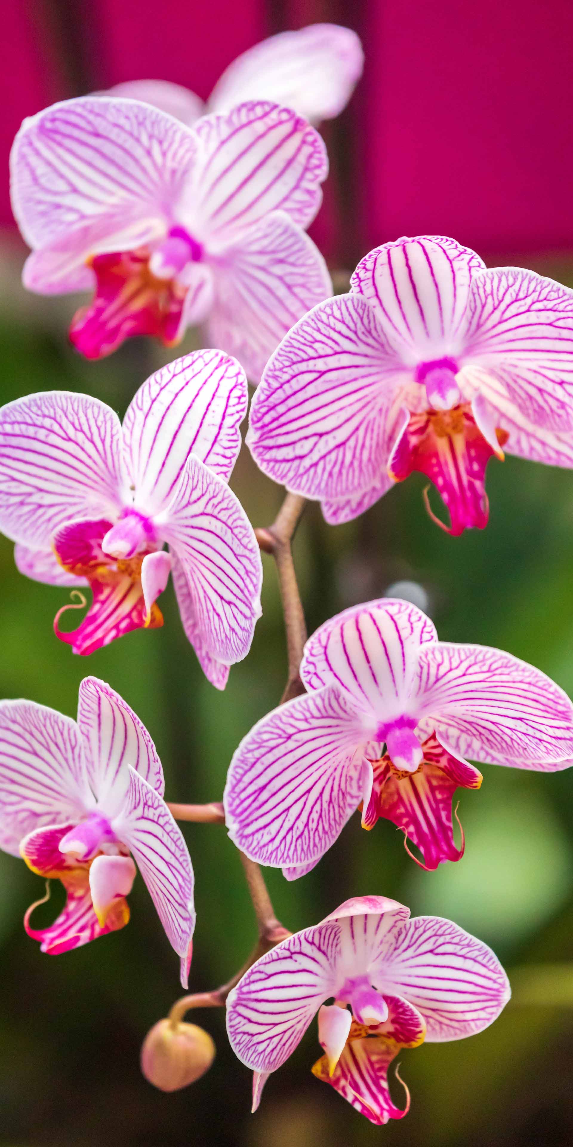 Mobile Wallpapers Phipps Conservatory And Botanical Gardens Pittsburgh Pa