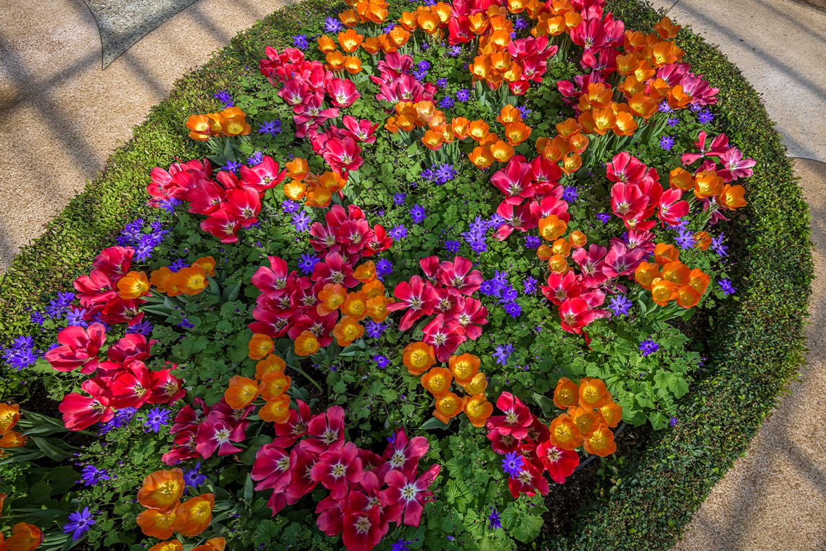 Spring Flower Show: Canopy of Color Spring Flower Show: Canopy of Color