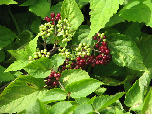 American Spikenard