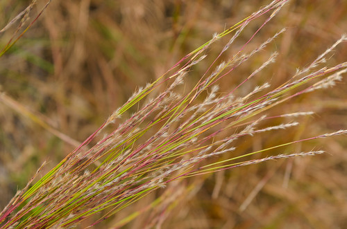 Little Bluestem