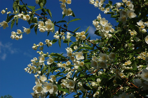 Mock Orange