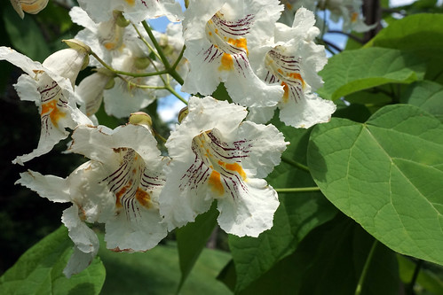 Northern Catalpa