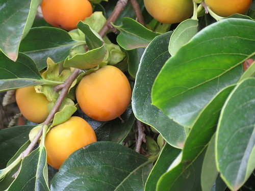 Common Persimmon