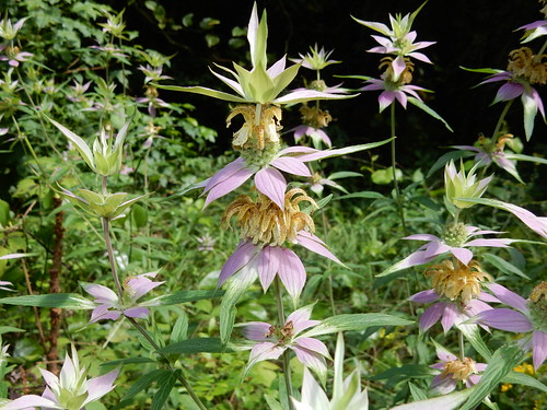 Spotted Beebalm