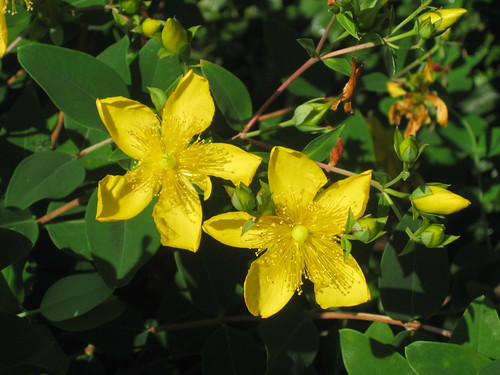 Shrubby St. John's Wort