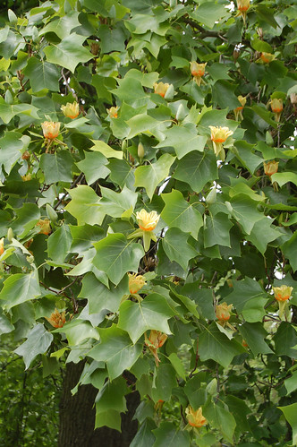 Tulip Poplar