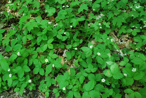 Wild Strawberry