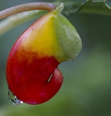 Tropical Forest Congo Tropical Forest Congo