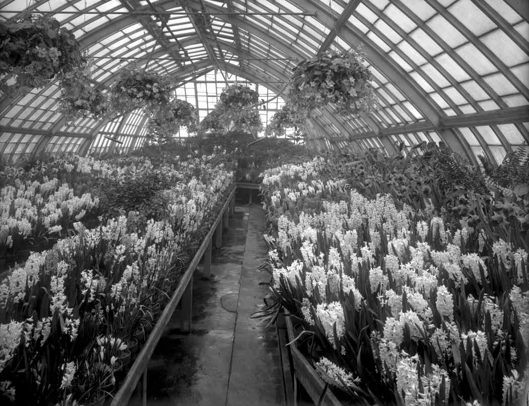 Spring Flower Show 1911