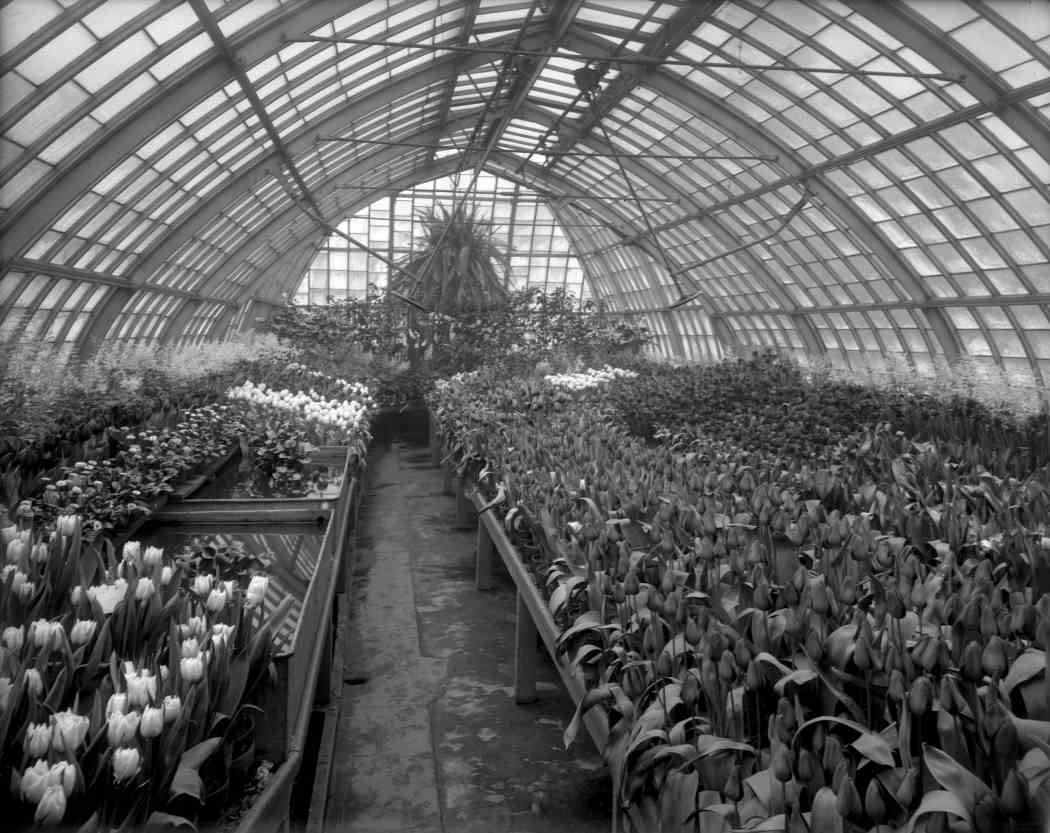 Spring Flower Show 1911