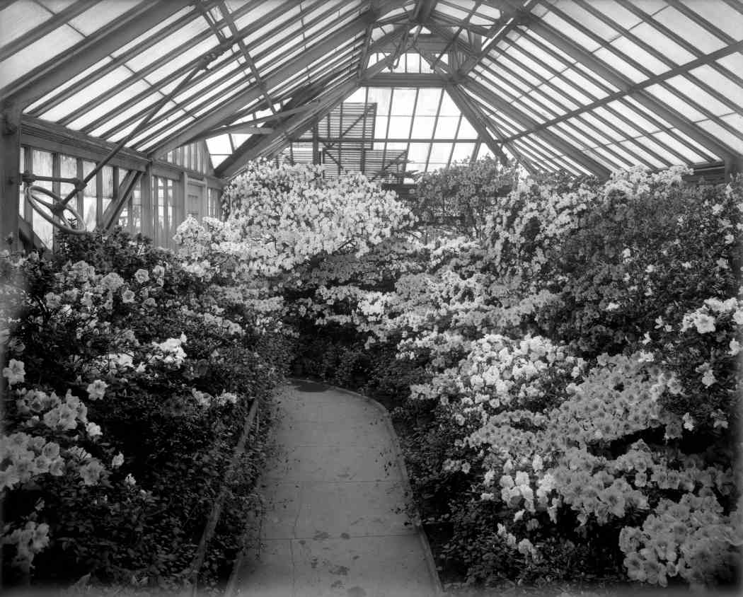 Spring Flower Show 1911