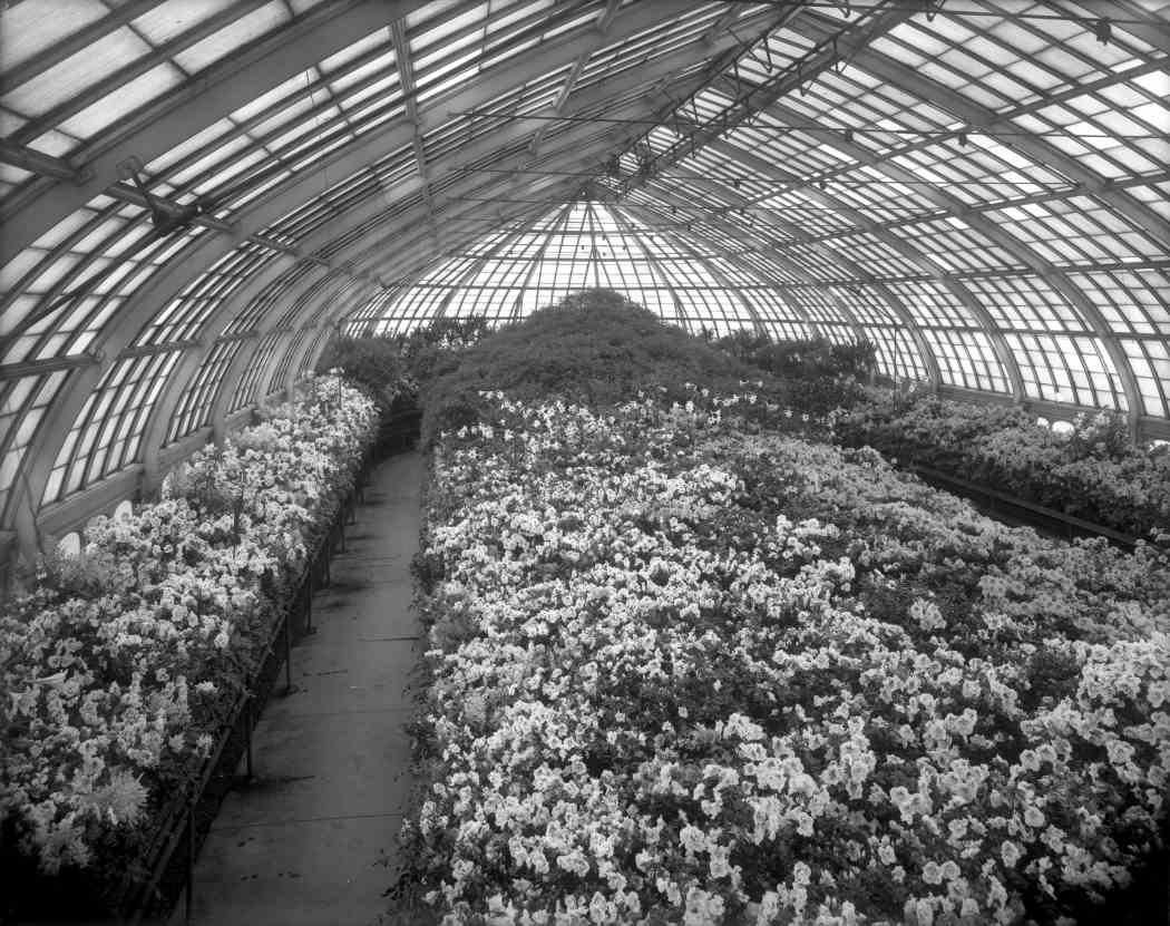 Spring Flower Show 1911