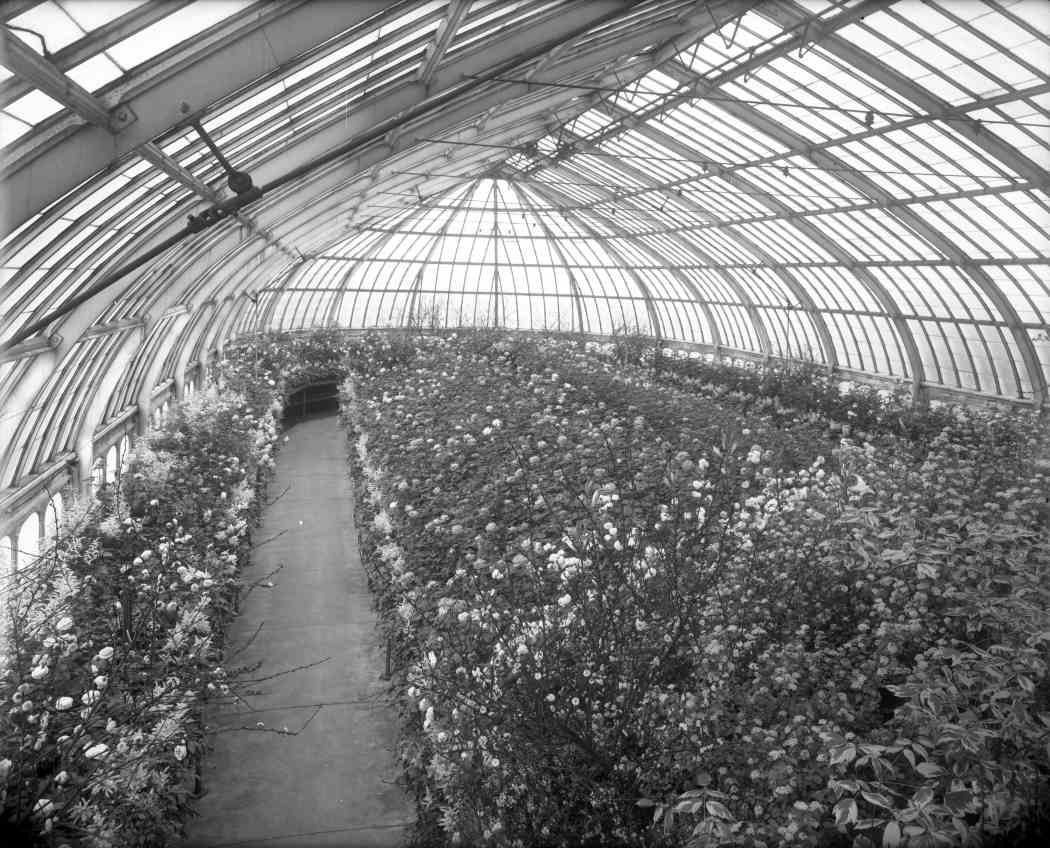 Spring Flower Show 1912
