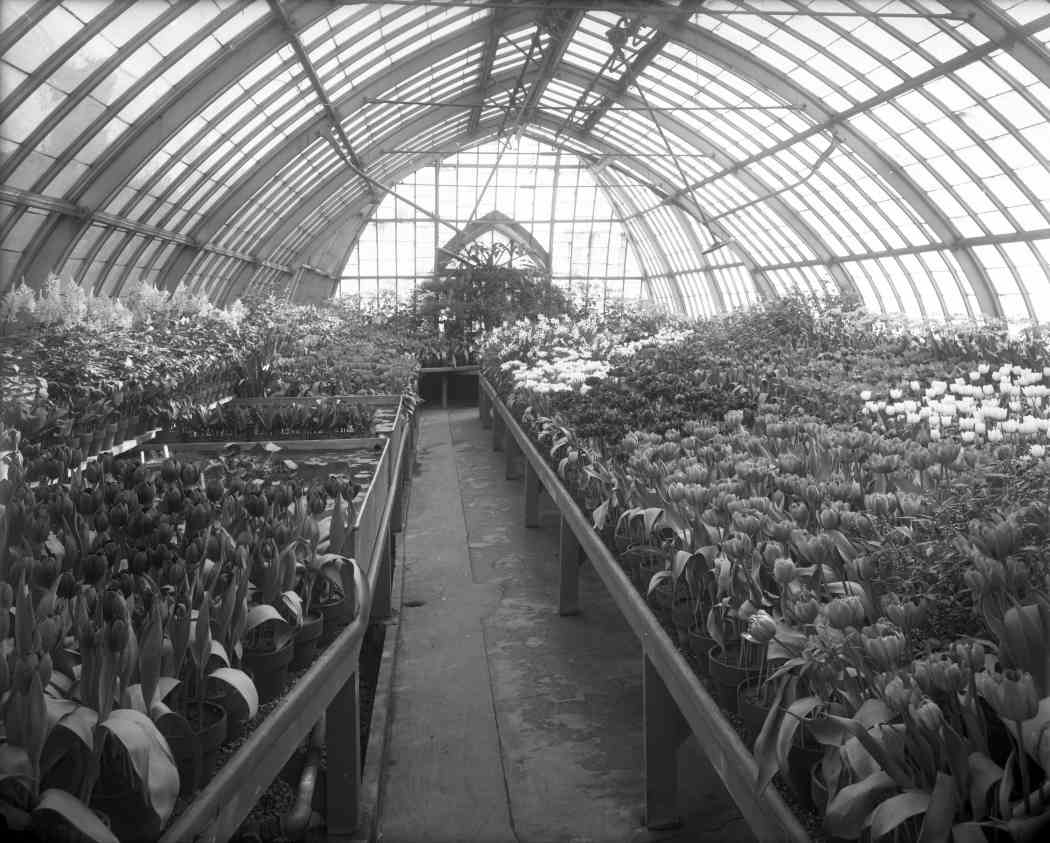 Spring Flower Show 1912