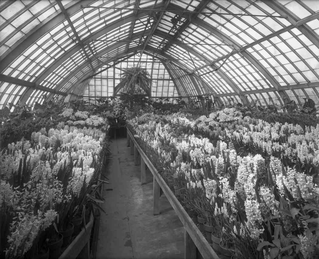 Spring Flower Show 1912