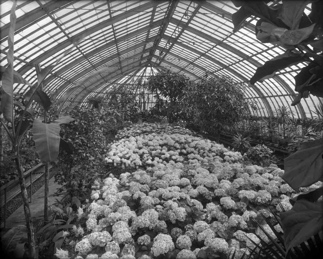 Spring Flower Show 1913