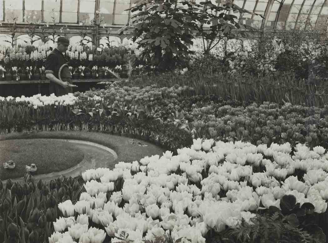 Spring Flower Show 1914