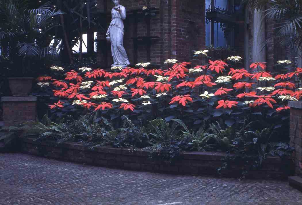 Winter Flower Show 1947