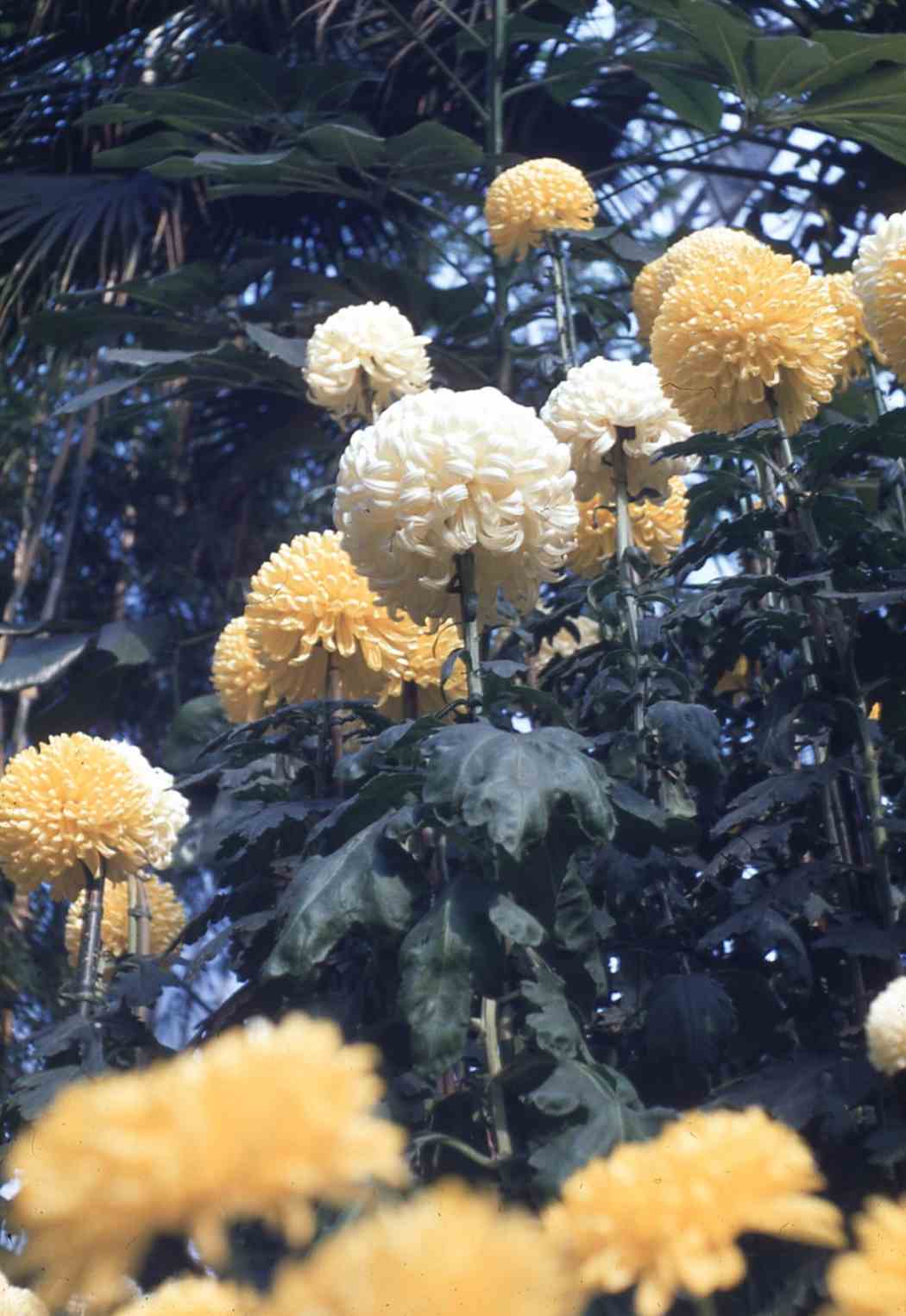 Fall Flower Show 1947