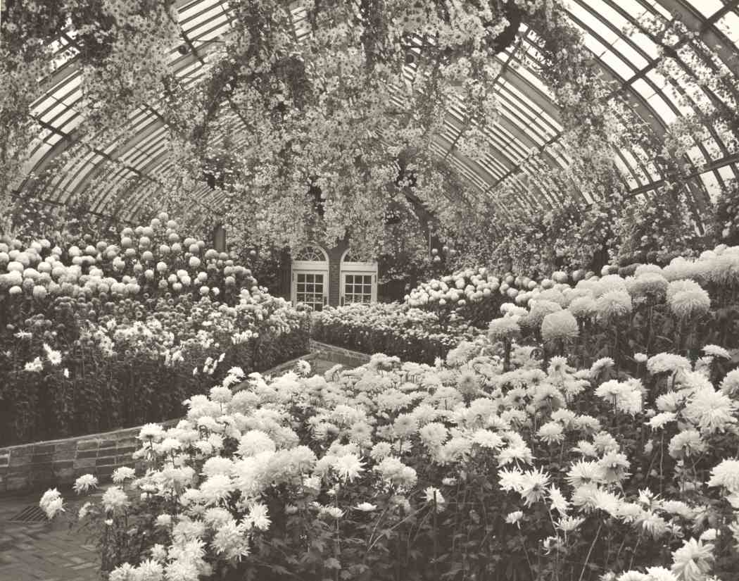 Fall Flower Show 1948