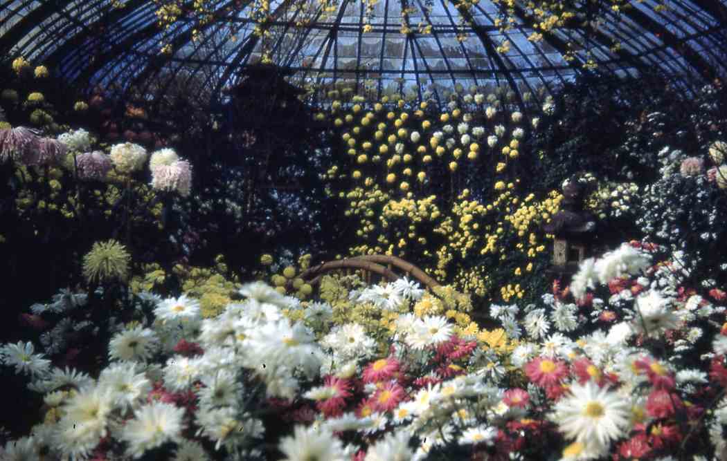 Fall Flower Show 1950