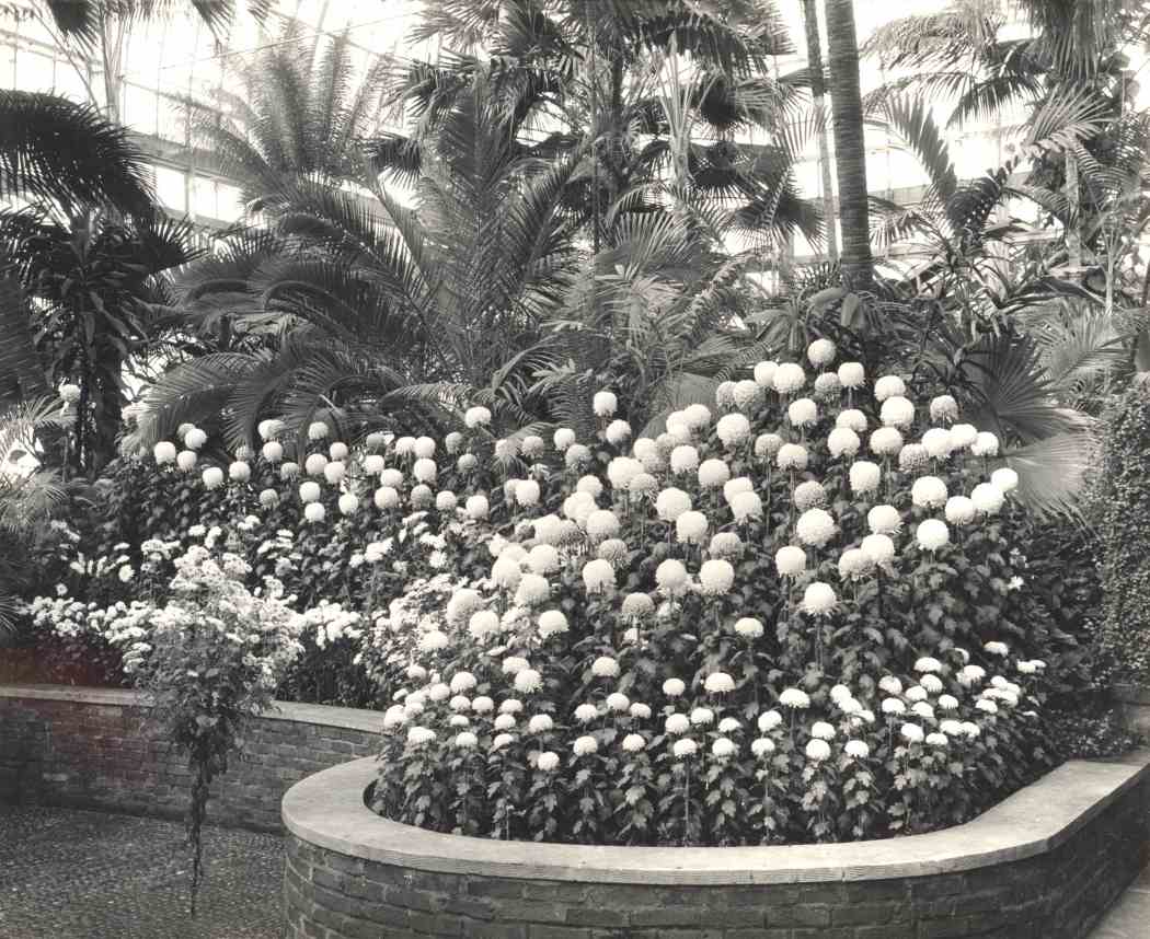 Fall Flower Show 1950