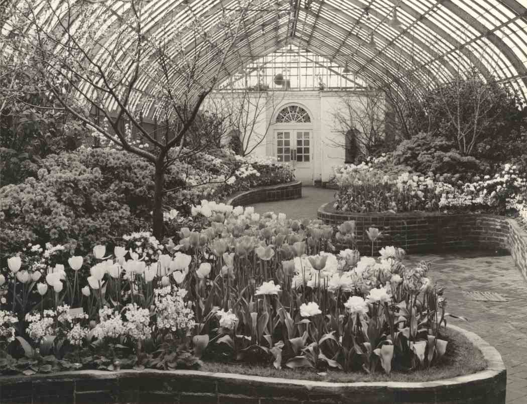 Spring Flower Show 1950