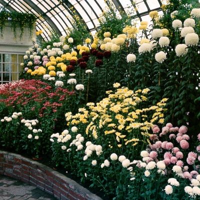 Fall Flower Show 1951