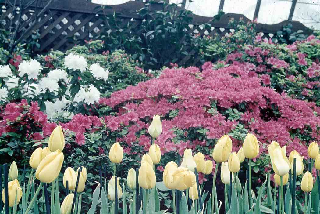 Spring Flower Show 1951
