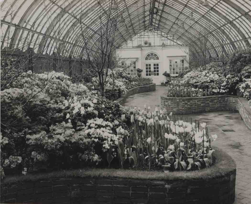 Spring Flower Show 1951