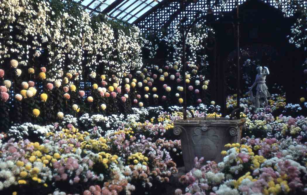 Fall Flower Show 1952