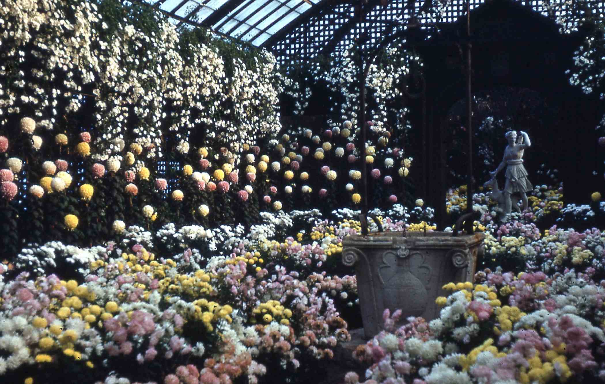 Fall Flower Show 1952 | Phipps Conservatory and Botanical Gardens