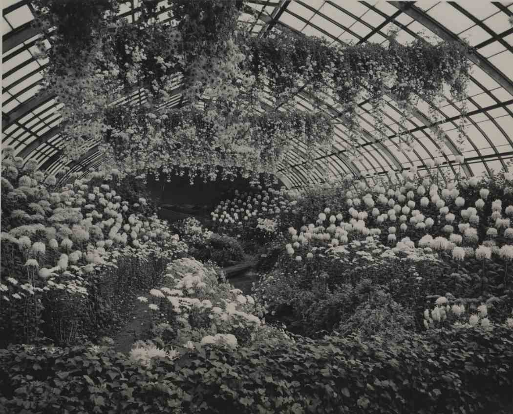 Fall Flower Show 1952