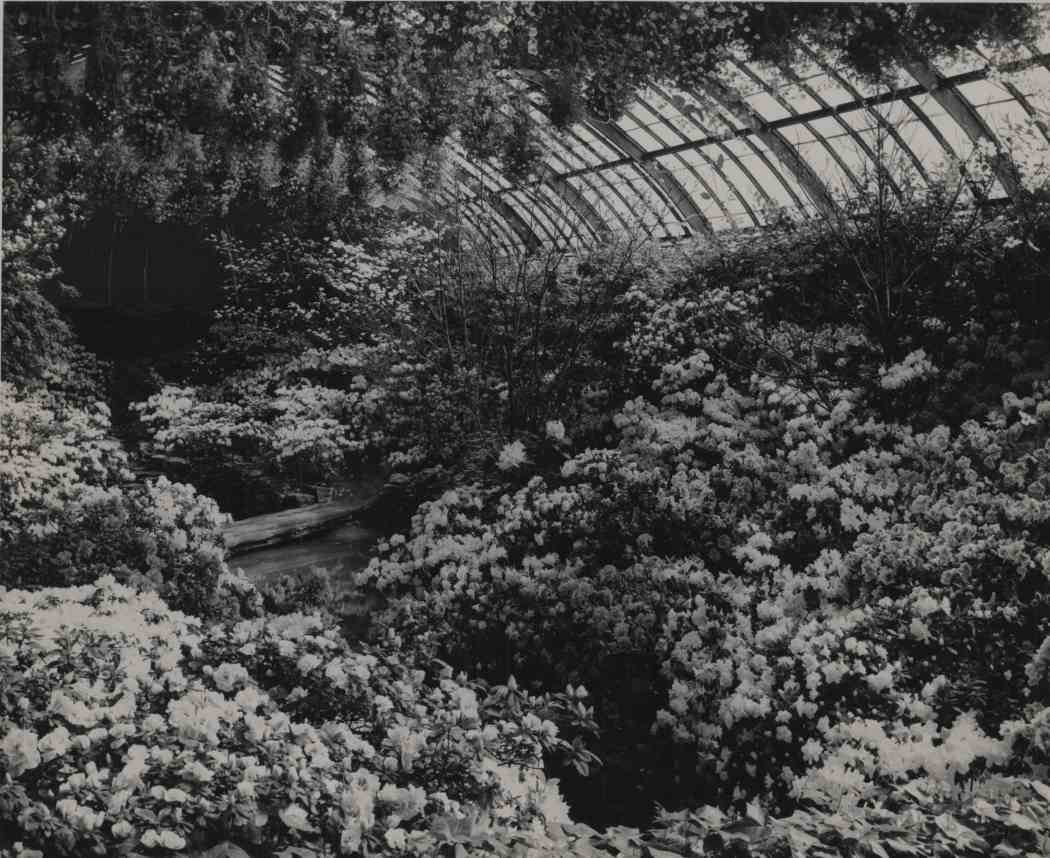 Spring Flower Show 1952