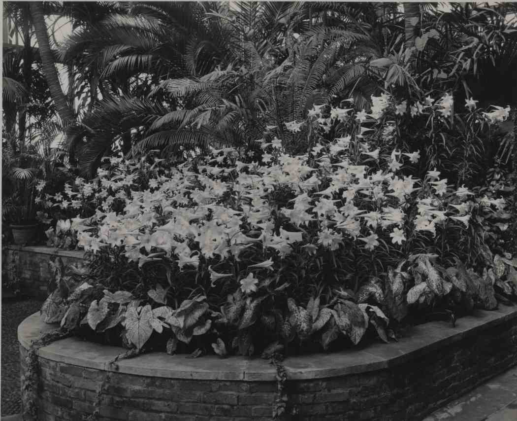 Spring Flower Show 1952