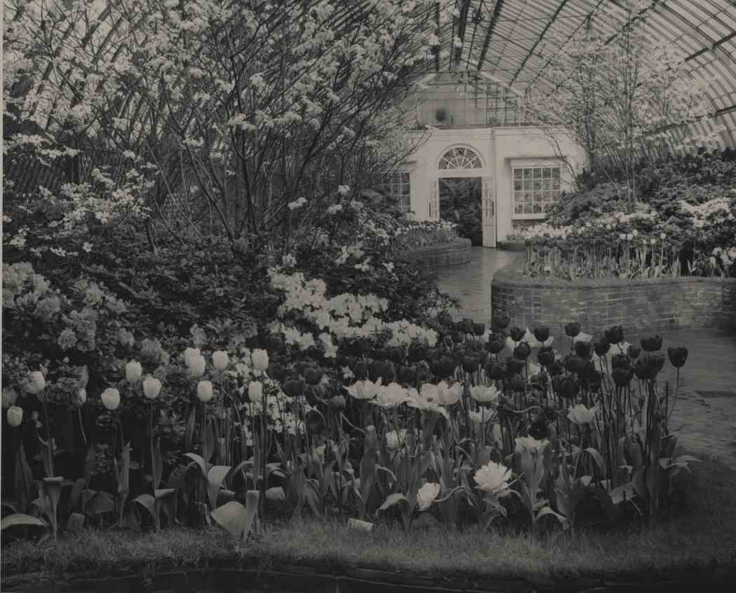 Spring Flower Show 1952