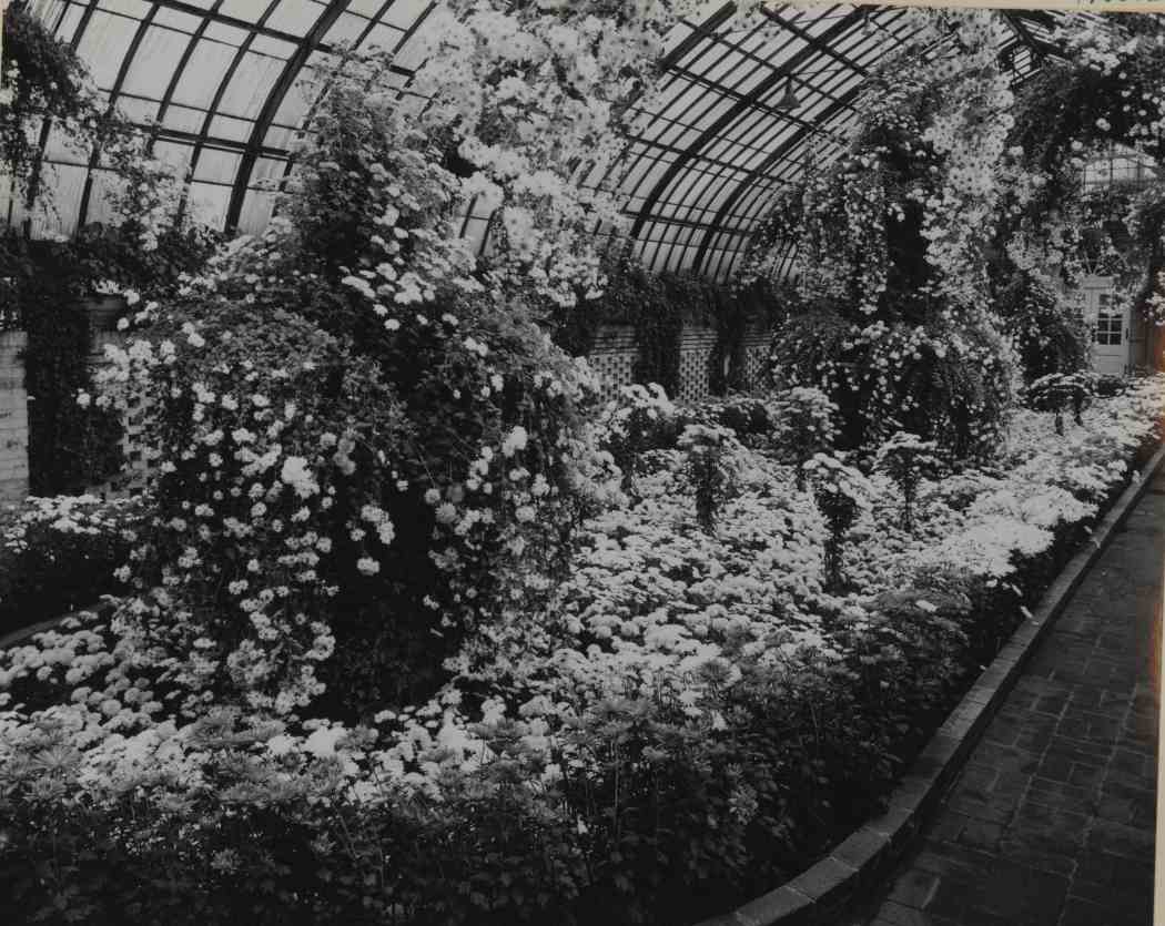 Fall Flower Show 1953