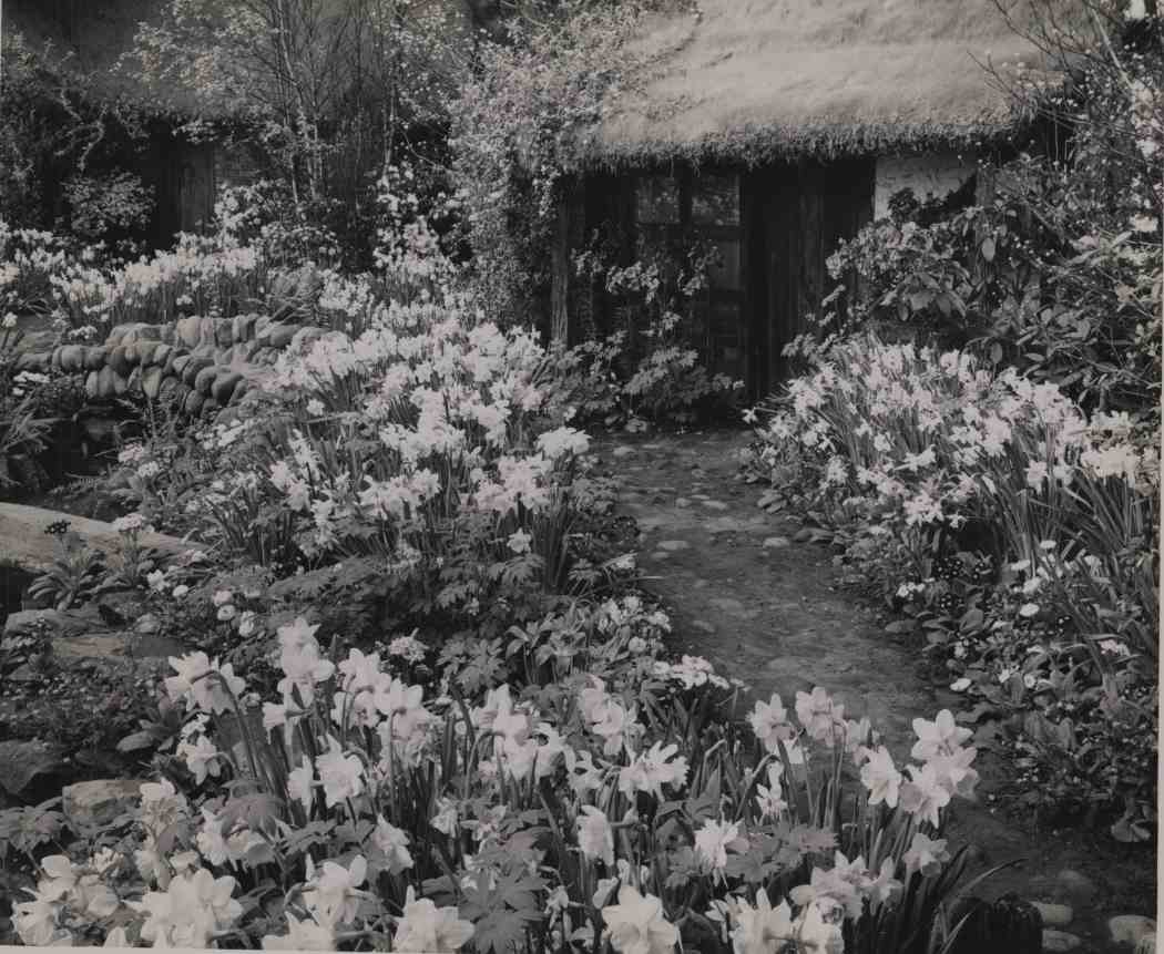 Spring Flower Show 1953
